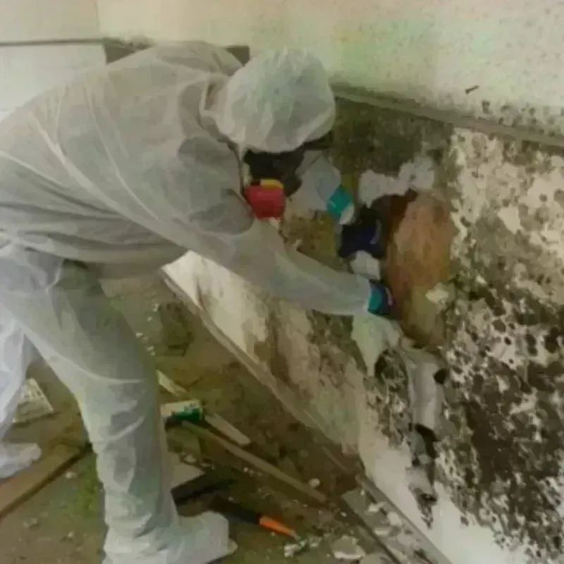 Mold Remediation and Removal in Green Forest, AR